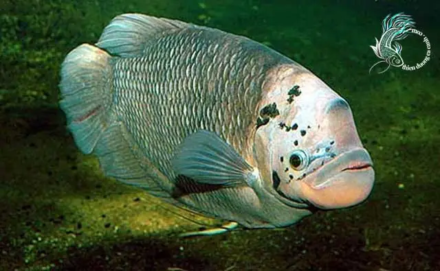 Cá Phát Tài Albino Cá Phát Tài Albino