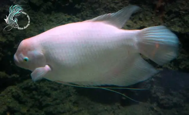 Cá Phát Tài Albino Cá Phát Tài Albino