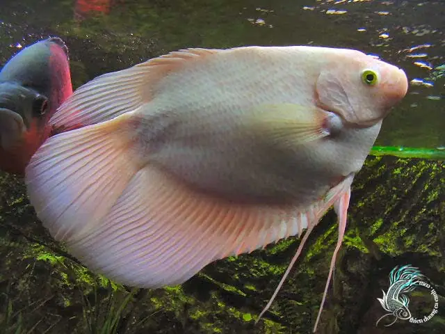 Cá Phát Tài Albino Cá Phát Tài Albino