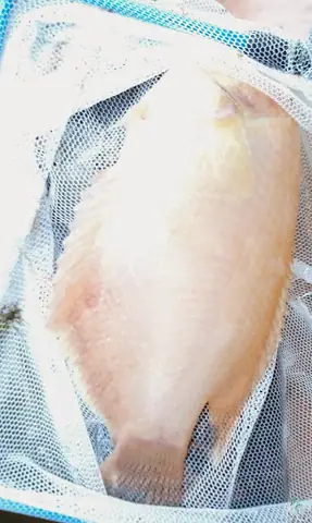 Cá Phát Tài Bị Bệnh