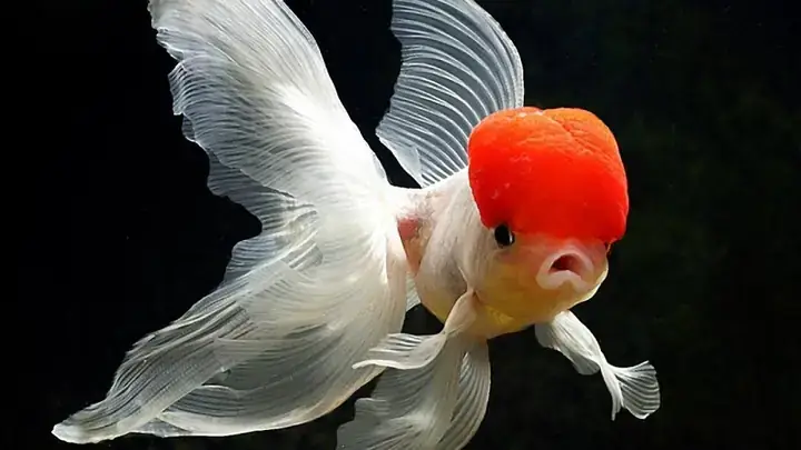 Ý Nghĩa Của Cá Phát Tài Trong Phong Thủy