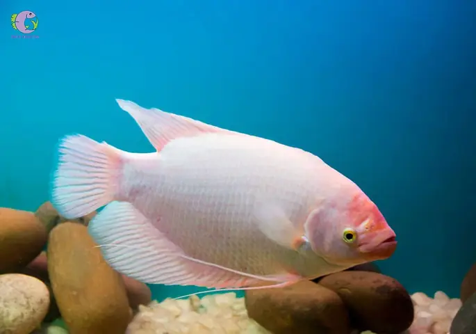 Cách Thiết Lập Bể Nuôi Cá Phát Tài Cách Thiết Lập Bể Nuôi Cá Phát Tài