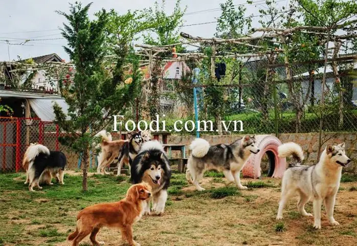 Cà Phê Chó Đà Lạt Cà Phê Chó Đà Lạt