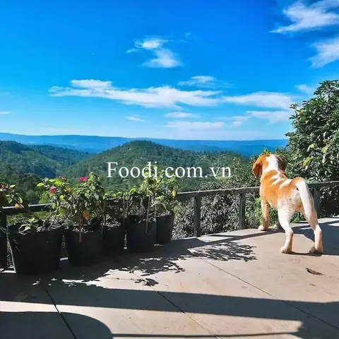 Cà Phê Chó Đà Lạt Cà Phê Chó Đà Lạt