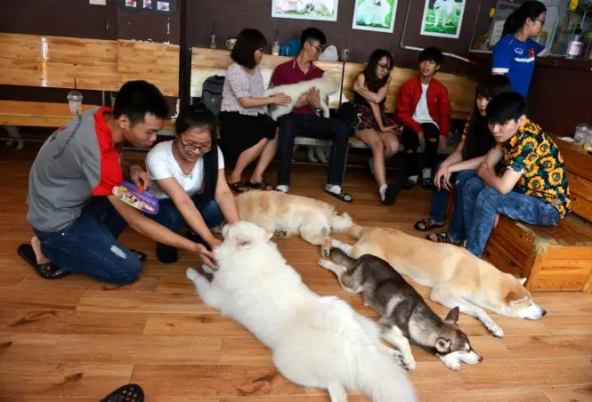 Cà Phê Chó Mèo Sài Gòn