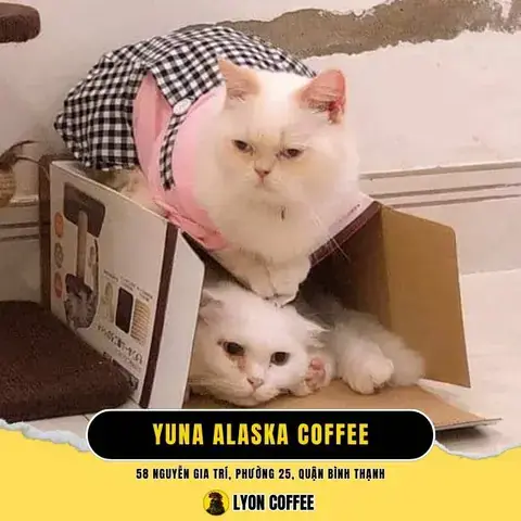 Tiêu Chí Vàng Để Đánh Giá Một Quán Cà Phê Chó Chất Lượng Ở Thủ Đức Tiêu Chí Vàng Để Đánh Giá Một Quán Cà Phê Chó Chất Lượng Ở Thủ Đức