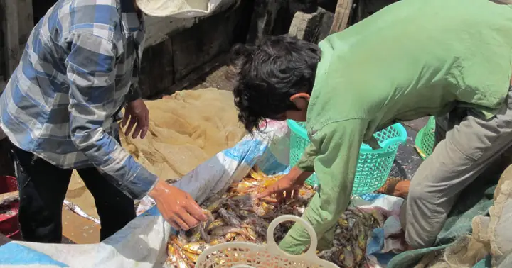 Mùa Cá Phèn Vùng Nước Lợ