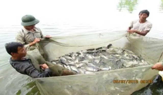 Tỷ Phú Rô Phi Đài Loan