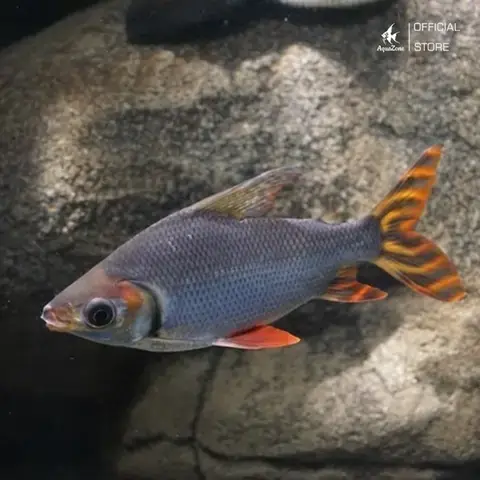 Tổng Quan Về Cá Phi Phụng (semaprochilodus Insignis)