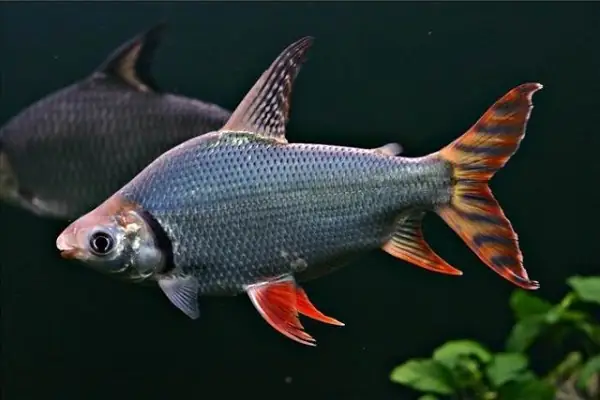 Kỹ Thuật Nuôi Chó Shih Tzu Sang Chảnh, Giỏi Trông Nhà Kỹ Thuật Nuôi Chó Shih Tzu Sang Chảnh, Giỏi Trông Nhà