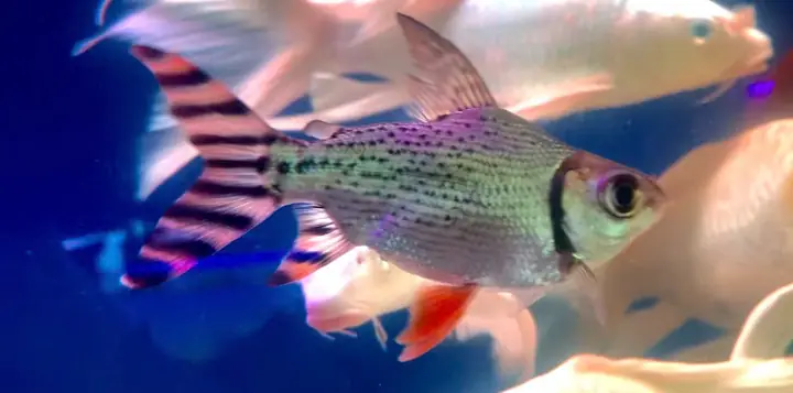 ⚠️lưu Ý Khi Nuôi