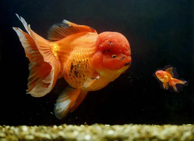 Loài Cá Vàng Ba Đuôi