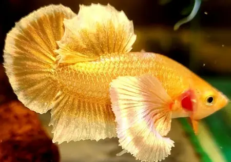 Cá Betta Full Gold - Vi Sinh Cá Cảnh Aquarium Care