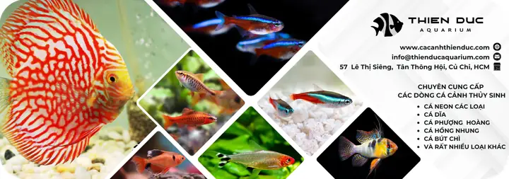 Cá Betta - Shop Cá Cảnh Online Thiên Đức