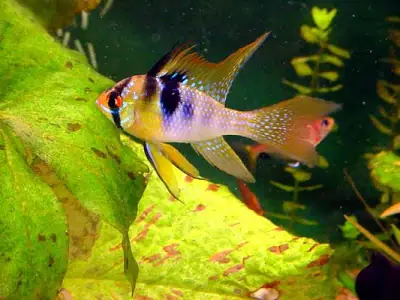 Kỹ Thuật Nuôi Và Chăm Sóc Cá Phượng Hoàng Ngắm Đã Mắt - Ảnh 2