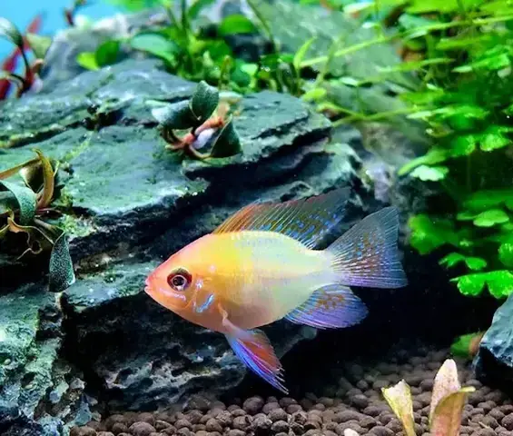 Các Dấu Hiệu Nhận Biết Cá Phượng Hoàng Bị Bệnh