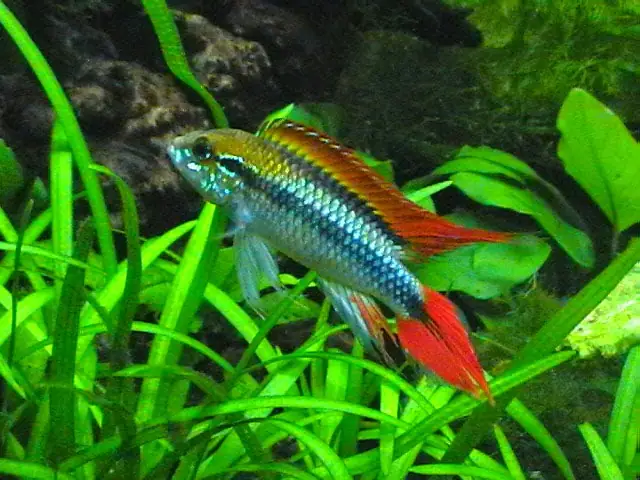 Cá Phượng Hoàng Bị Bệnh: Nguyên Nhân, Triệu Chứng & Cách Điều Trị Toàn Diện