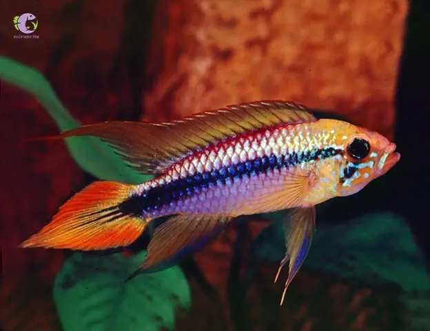 Cá Phượng Hoàng Peru-1