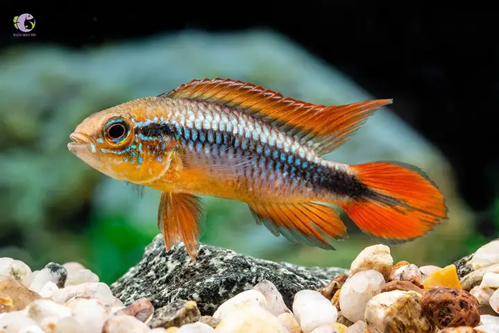 Cách Thiết Lập Bể Nuôi Cá Phượng Hoàng Peru