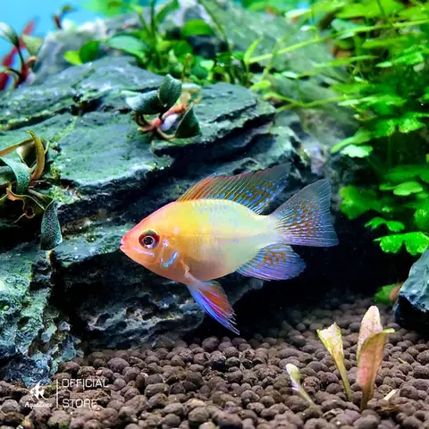 Cá Phượng Hoàng Đỏ: Loài Cá Cichlid Mini Xinh Đẹp & Dễ Nuôi Tại Vườn Thú Hà Nội