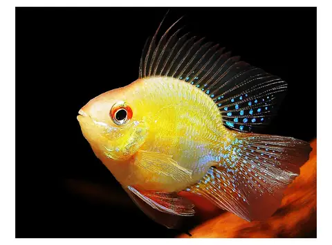 Cá Phượng Hoàng Vàng