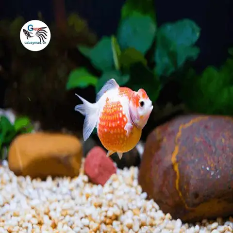 Cá Ping Pong - Cá Bảy Màu