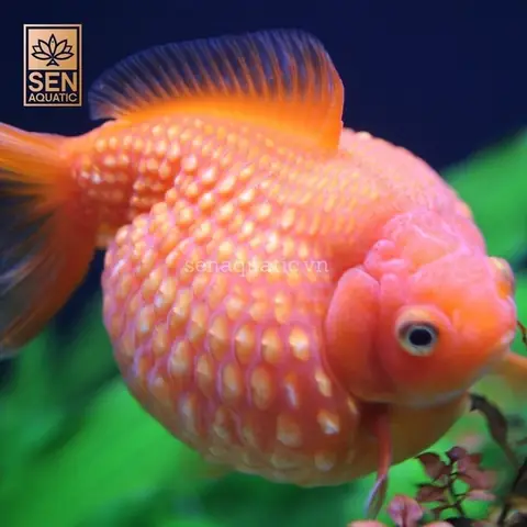 Cá Ping Pong | Pearlscale Goldfish
