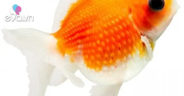 Cá Ping Pong: Đặc Điểm, Cách Nuôi Và Cách Phòng Bệnh