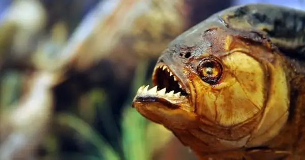 Kinh Hoàng Người Đàn Ông Bị Cá Piranha Ăn Thịt