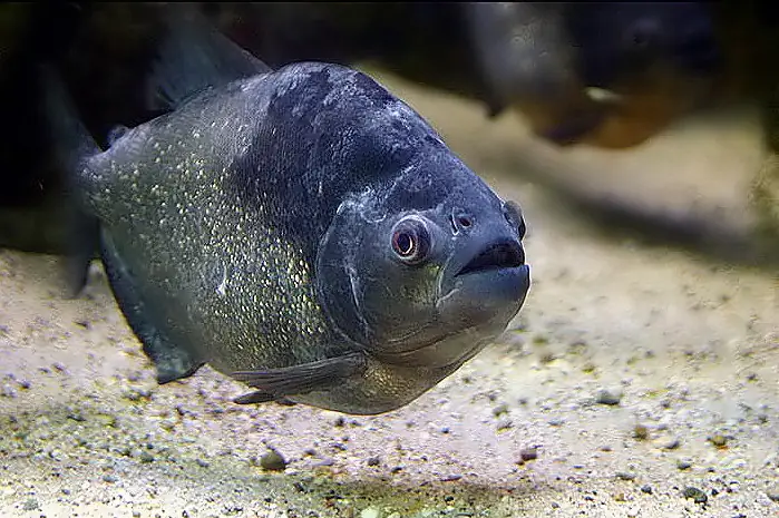 Cá Piranha Sống Ở Đâu? Khám Phá Môi Trường Sống Tự Nhiên Và Đặc Điểm Sinh Học Của Loài Cá Ăn Thịt Nổi Tiếng Cá Piranha Sống Ở Đâu? Khám Phá Môi Trường Sống Tự Nhiên Và Đặc Điểm Sinh Học Của Loài Cá Ăn Thịt Nổi Tiếng