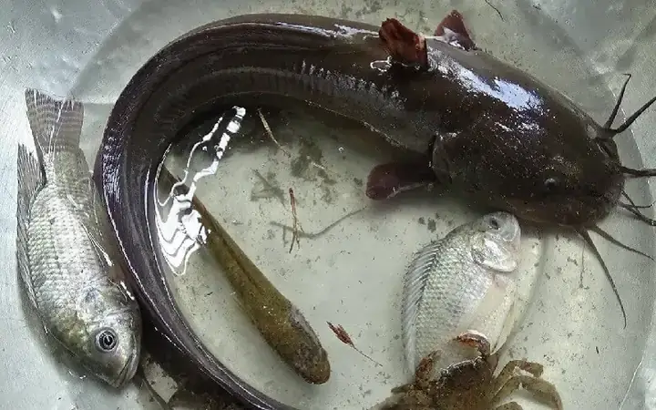 Định Nghĩacá Quát Là Cá Gì?