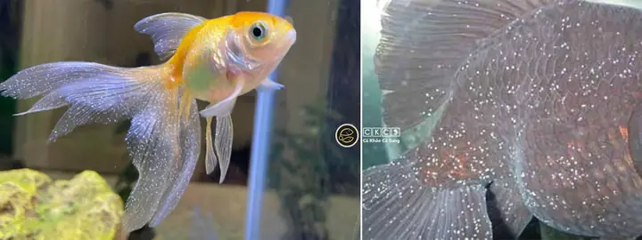 Cá Ranchu Bị Nấm Trắng