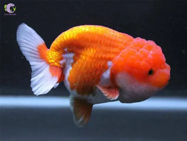 Cá Ranchu Đà Nẵng: Cẩm Nang Chăm Sóc & Kinh Nghiệm Chọn Mua Hiệu Quả