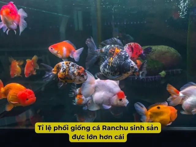 Tỉ Lệ Phối Giống Cá Ranchu Sinh Sản Đực Lớn Hơn Cái
