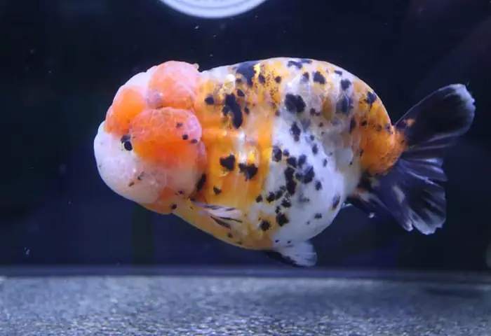 Cá Ranchu Trưởng Thành: Hướng Dẫn Chăm Sóc Chi Tiết Từ Chuyên Gia