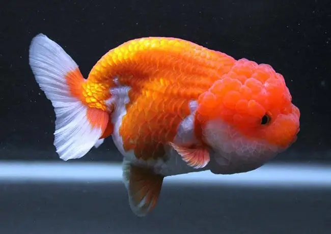 Cá Ranchu Trưởng Thành: Hướng Dẫn Chăm Sóc Chi Tiết Từ Chuyên Gia