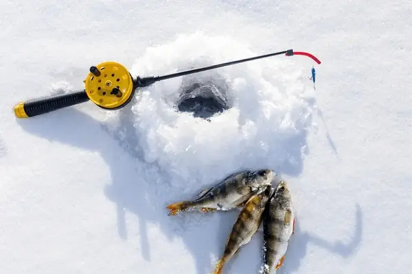 Cá Rô Bị Sán: Dấu Hiệu, Nguyên Nhân Và Cách Điều Trị Hiệu Quả