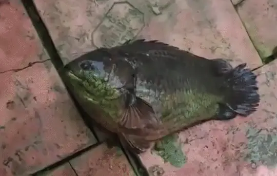 Cá Rô Nặng 1,2 Kg Khiên Thanh Niên Kêu Trời