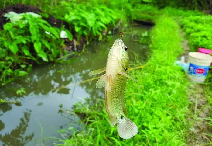 Câu Cá Rô Đồng Mùa Hè, Nếu Biết Thả Thính Thì Vừa Xuống Nước Cá Rô ...