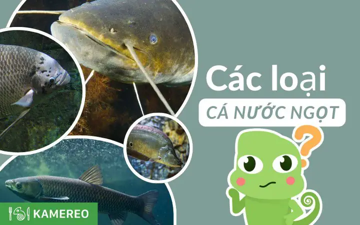 Tổng Hợp Các Loại Cá Nước Ngọt Phổ Biến Tại Việt Nam