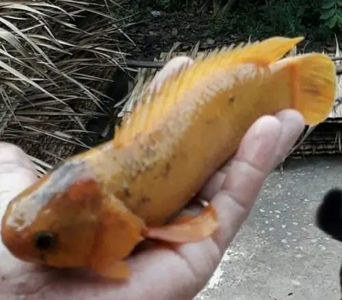 (moitruong.net.vn) Con Cá Rô Có Màu Vàng Được Một Người Dân Ở Vĩnh Long Bắt Được Nặng Khoảng 250g Hiếm Gặp, Khiến Người Dân Tò Mò Kéo Đến Xem.