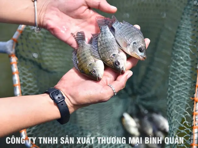 Cá Rô Phi Đơn Tính Nuôi Bao Lâu ?