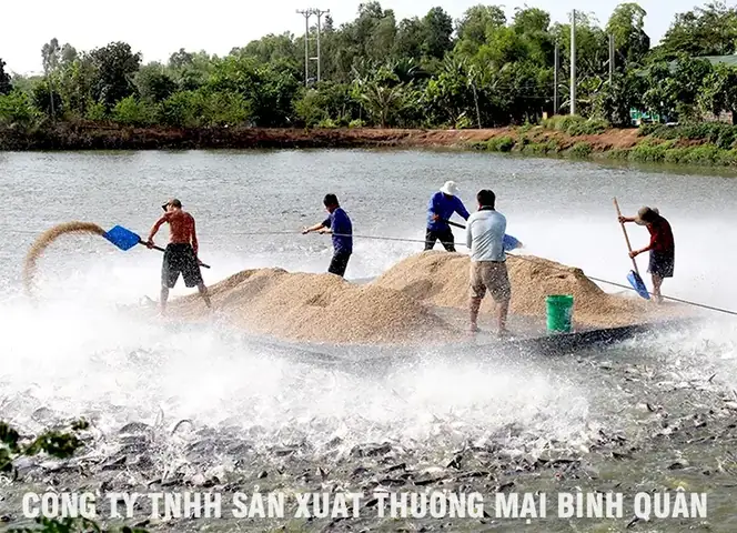 Bí Quyết Tối Ưu Lợi Nhuận Chi Phí Nuôi Cá Rô Phi