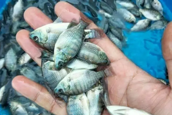 Cá Rô Phi Đơn Tính Giống – Lớn Nhanh, Dễ Nuôi