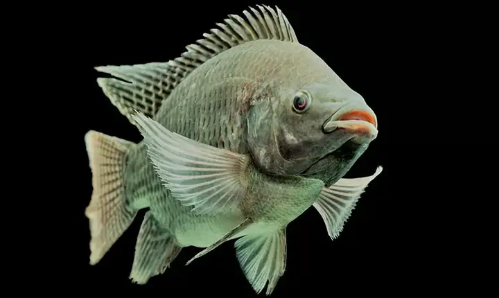 Địa Điểm Mua Cá Rô Phi Giống Uy Tín, Giá Rẻ Tại Tphcm Cho Bạn Lựa ...