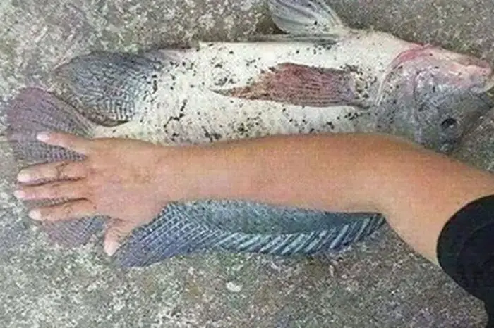 Chủ Nhân Cặp Cá Rô Phi 'khổng Lồ' Quyết Không Bán, Để Ăn Nhậu ...