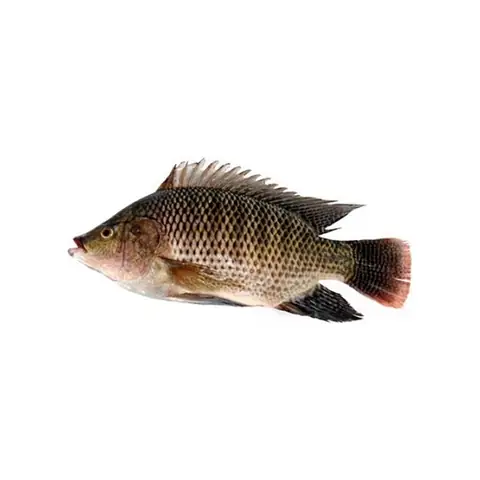 Cá Rô Phi Tiếng Anh Là Gì