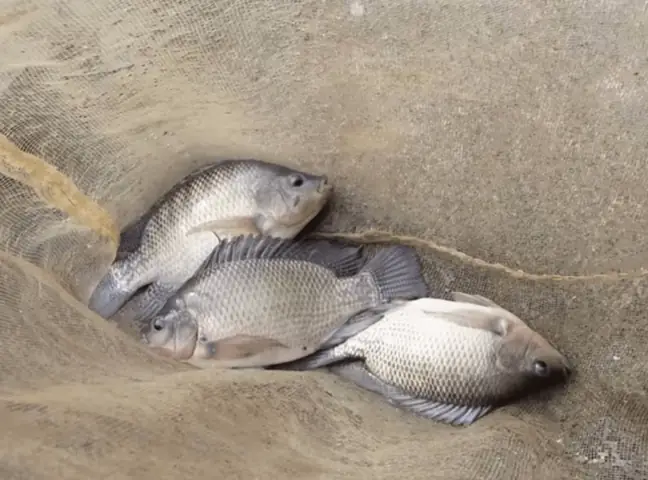 Một Số Dòng Cá Rô Phi Được Nuôi Phổ Biến Tại Việt Nam - Aquaculture