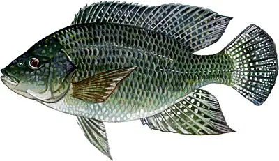 Cá Rô Phi Vằn - Oreochromis Niloticus