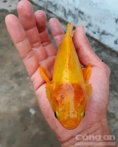 Cá Rô Vàng 2 Tỷ: Hiện Tượng Gì Đang Khiến Cả Mạng Xã Hội Sôi Sục?